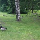 진량초등학교 이미지