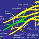 상완신경총 마비(brachial plexus injuries) 이미지