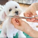 애견미용 이미지