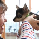 댕댕# 이미지