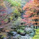 제주 한라산 관통로, 억새오름 (서울신문) 이미지