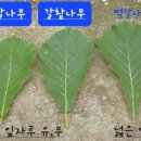 형제떡시루