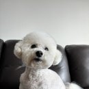 복실이네애견미용실 이미지