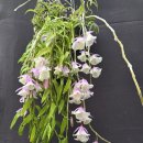 Dendrobium aphyllum trilabelo 'Shining Pink'( 덴드로비움 아필럼 트리라벨로 '샤이닝 핑크') 이미지