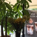 가비에떼 이미지