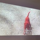 모아 dog 이미지