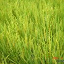 신안농장 이미지