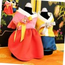 비비드독 이미지