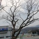 녹촌1리 (상촌)  마을회관 | 남양주 녹촌리 느티나무-보는 각도에 따라 다양한 모습 연출하는 멋진 나무로 멀리서 보면 마치 한그루...