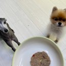 콩이네 멍냥 수제간식 이미지