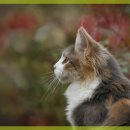 가능동물병원 이미지