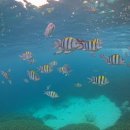 시도11호선 | 광주프리다이빙체험 프리다이빙프렌즈 광산구에서 직접 해본 후기