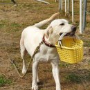 스터디독스쿨 이미지