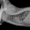 그랜드24시동물병원 이미지