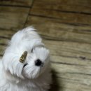 말티즈하우스 이미지