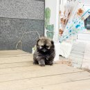 착한애견분양(원주점) 이미지