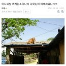 시골의 소오름 썰 이미지