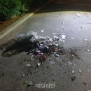 군 "담배꽁초 등 담긴 북한 오물풍선 90여개 식별해 조치중" 이미지