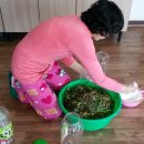 지리산민들레 이미지