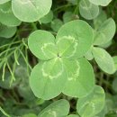 네잎크로바 Daum카페