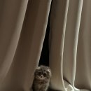 대구 고양이분양 캣갤러리 이미지