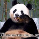 바오 이미지