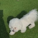 486독캠프 이미지