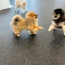 와이즈독 아카데미 이미지