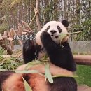 바오고스 이미지