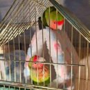 둥지애견 이미지