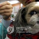 착한애견 이미지