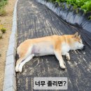 경호농장 이미지