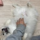별찌살롱 | [살롱드펫] 기분 너무 상했던 애견미용샵 재업로드 합니다