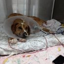 다민농장 이미지