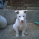 백구로-1 이미지