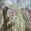 매화마을1 이미지