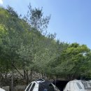 사담관광농원캠핑 이미지