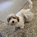 출근길 강아지 유치원 이미지