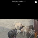 시골꼬맹이
