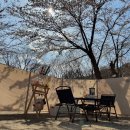 돌배야영장(제2야영장) | 인제 돌배2야영장 벚꽃 캠핑 후기 | 4월 벚꽃 캠핑 가능한 강원도 애견동반 캠핑장