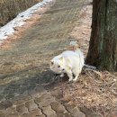 개를 미용하는 남자 이미지