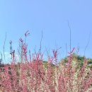 [양산]양산 통도사 홍매화, 벚꽃 만개! + 숨은 맛집 달맞이꽃분식 찐후기