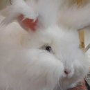 앙코라 Daum카페