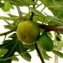 무화과나무 이미지