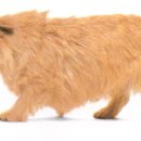 두테리어 이미지