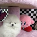 강아지분양 고양이분양 컴투펫 수원점 | 수원강아지분양 따뜻한 행복