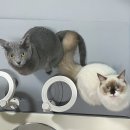 파스텔LC동물병원 이미지