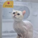 미미캣살롱&고양이호텔 이미지