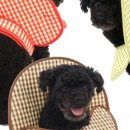 카라말티즈 이미지