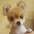 아,귀여워 이미지